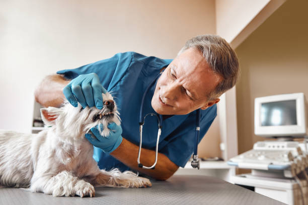 Best 24-Hour Emergency Dental Care in Ashland, OR